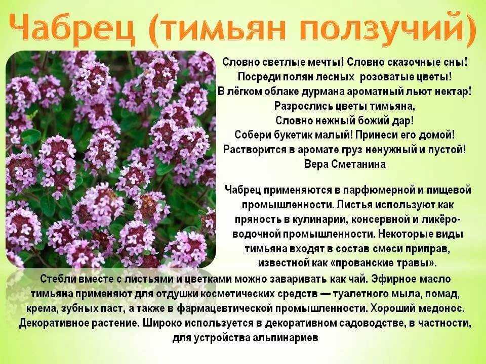 Чай с чабрецом. польза и вред. полезные свойства. чабрец при беременности
