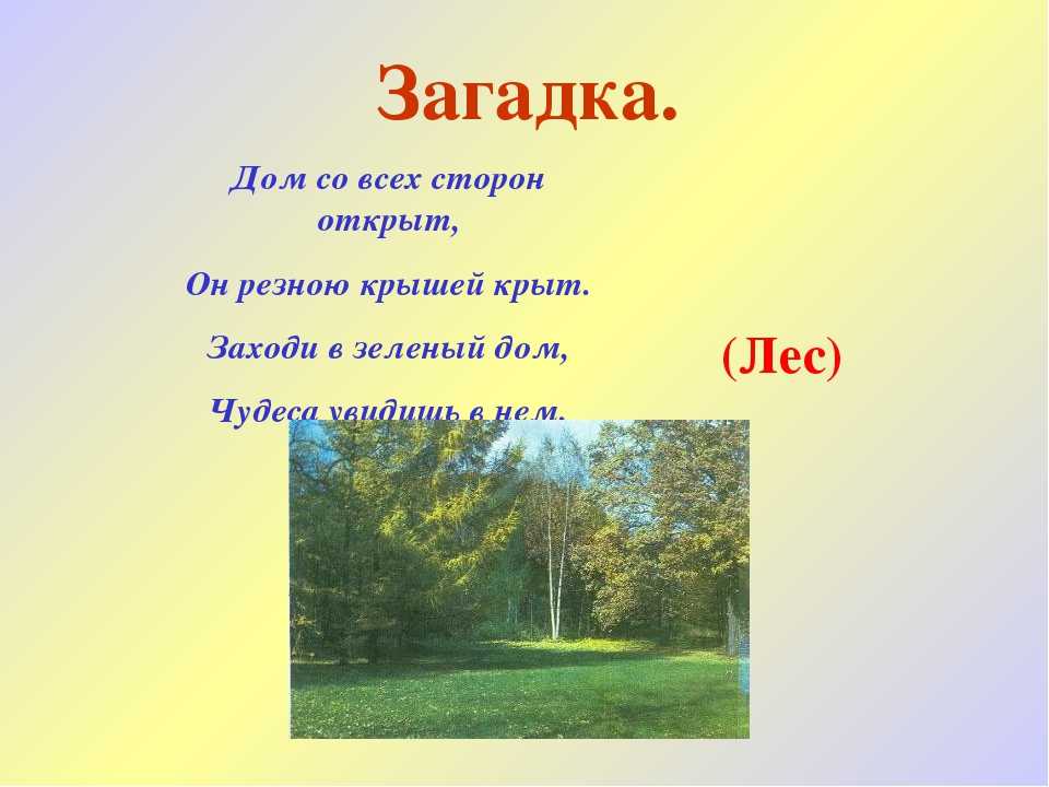 Лесные загадки для детей с ответами