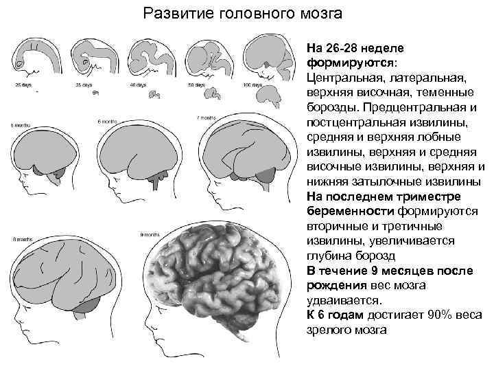 Чем мозг ребенка отличается от взрослого? - блог iqклуба
