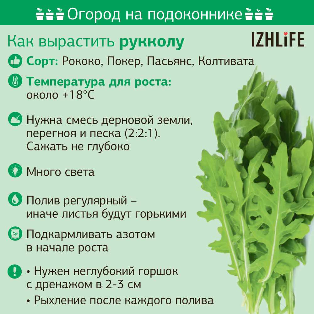 Как правильно пишется: рукола или руккола?