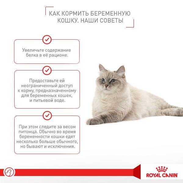 Первые дни котенка в новом доме: проблемы адаптации