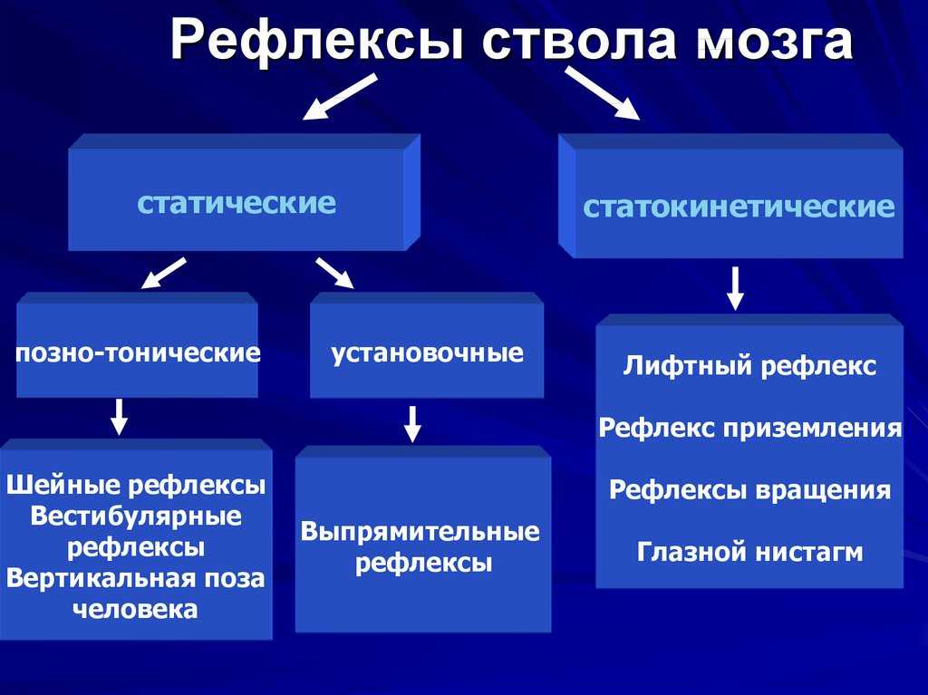 31. рефлекс как основной механизм нервной деятельности. шпаргалка по психологии.