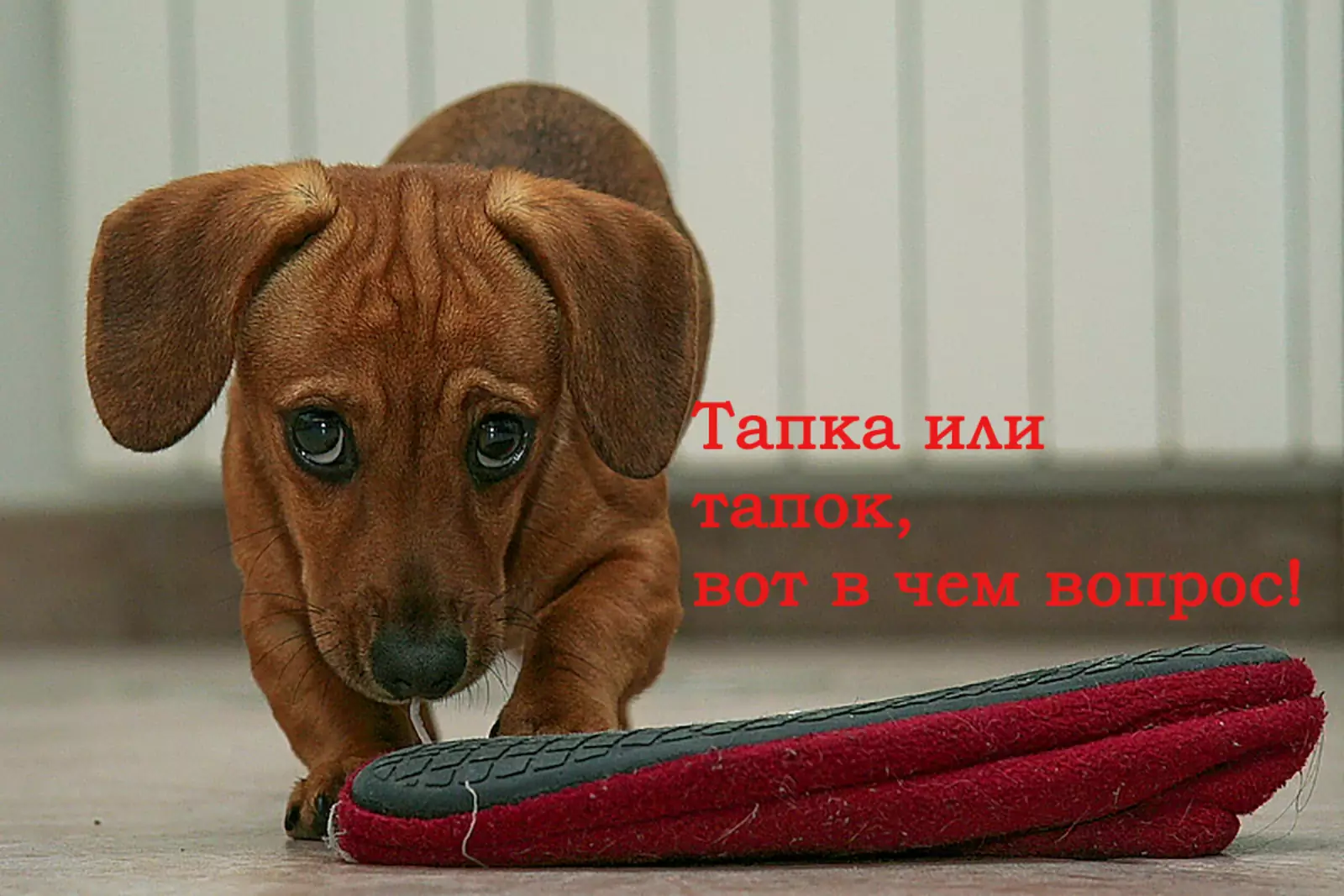 Род имён существительных в русском языке