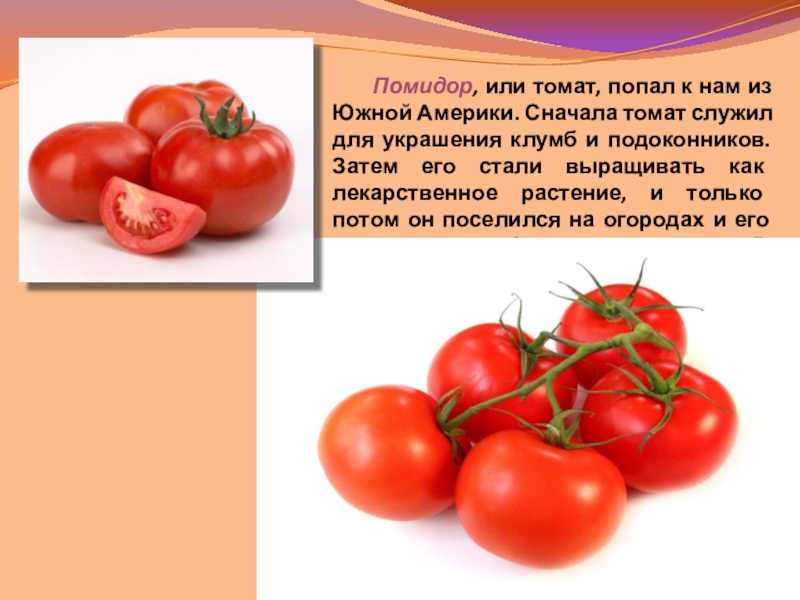 Родительный падеж существительных множественного числа - tarologiay.ru