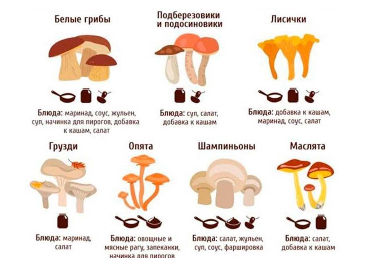 Грибы в детском питании. - страна мам