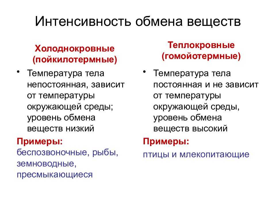 Хладнокровные животные список. чем отличаются теплокровные и холоднокровные животные? холоднокровные и теплокровные животные
