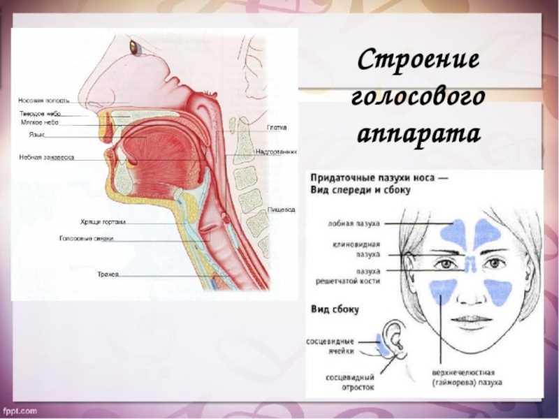 Урок 1. как работает голос. физика и анатомия извлечения звука